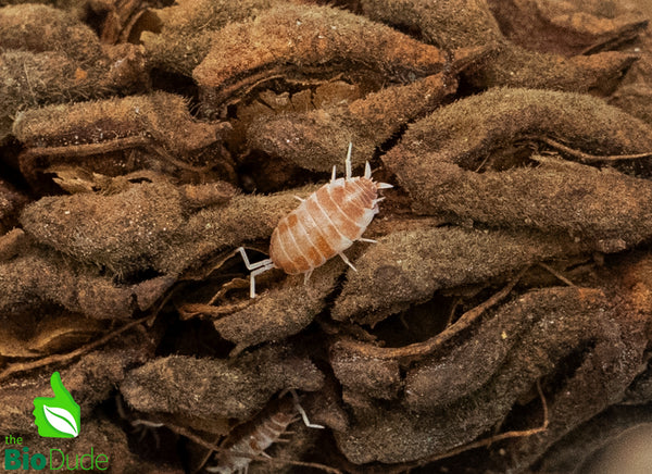 Porcellionides pruinosus "Orange Cream" Isopods FREE SHIPPING