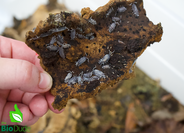 Porcellionides pruinosus "Oreo Crumble" Isopods FREE SHIPPING