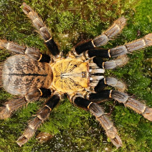 Ornithoctoninae sp. "Ho Chi Minh" – Earth Tiger Tarantula | Rare Vietnamese Species | Live Arrival Guarantee | TDE