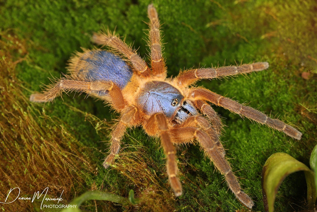 Ornithoctoninae sp. Hon-Sej – Blue Blaze Tarantula | Old World | Live Arrival Guarantee| TDE
