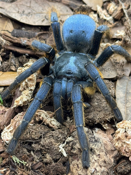 Ornithoctoninae sp. "Vietnam Silver" – Vietnam Silver Earth Tiger Tarantula | Rare Metallic Species | TDE