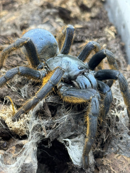 Ornithoctoninae sp. "Vietnam Silver" – Vietnam Silver Earth Tiger Tarantula | Rare Metallic Species | TDE