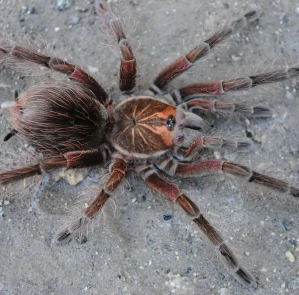 Pamphobeteus sp Machala – Purple Bloom Birdeater Tarantula | Purple Velvet Giant | TDE