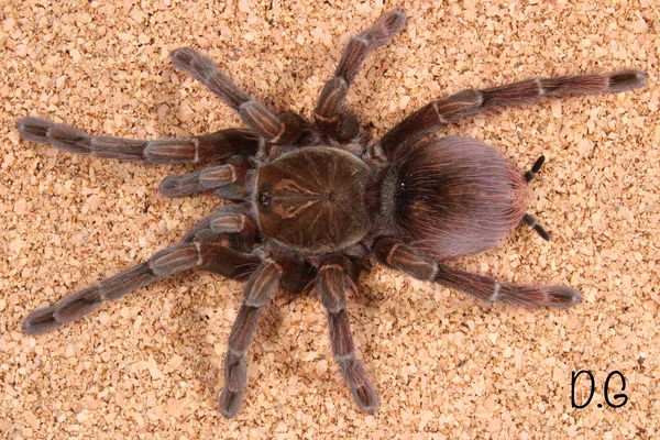 Pamphobeteus sp Machala – Purple Bloom Birdeater Tarantula | Purple Velvet Giant | TDE