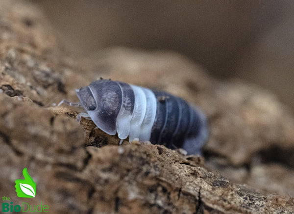 Cubaris sp. "Panda King" Isopods FREE SHIPPING