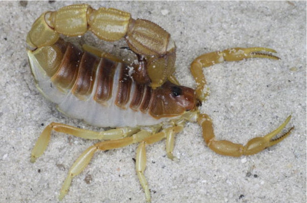 Parabuthus mossambicensis – Mozambique Thick Tail Scorpion | Very Rare Orange Species | Live Arrival Guarantee | TDE
