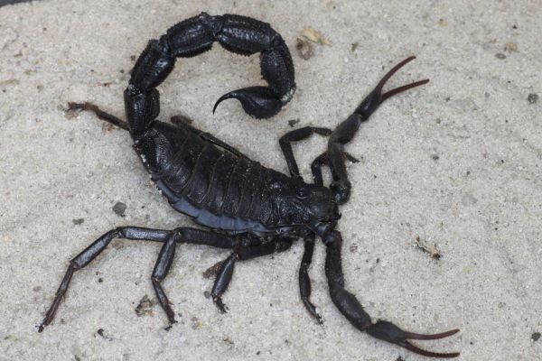 Parabuthus villosus 'Black' – Black Hairy Thick Tail Scorpion | Largest Buthid on the Planet | TDE
