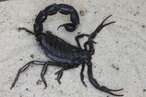 Parabuthus villosus 'Black' – Black Hairy Thick Tail Scorpion | Largest Buthid on the Planet | TDE