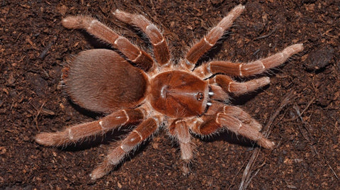 Pelinobius muticus – King Baboon Tarantula | Massive African Species | TDE