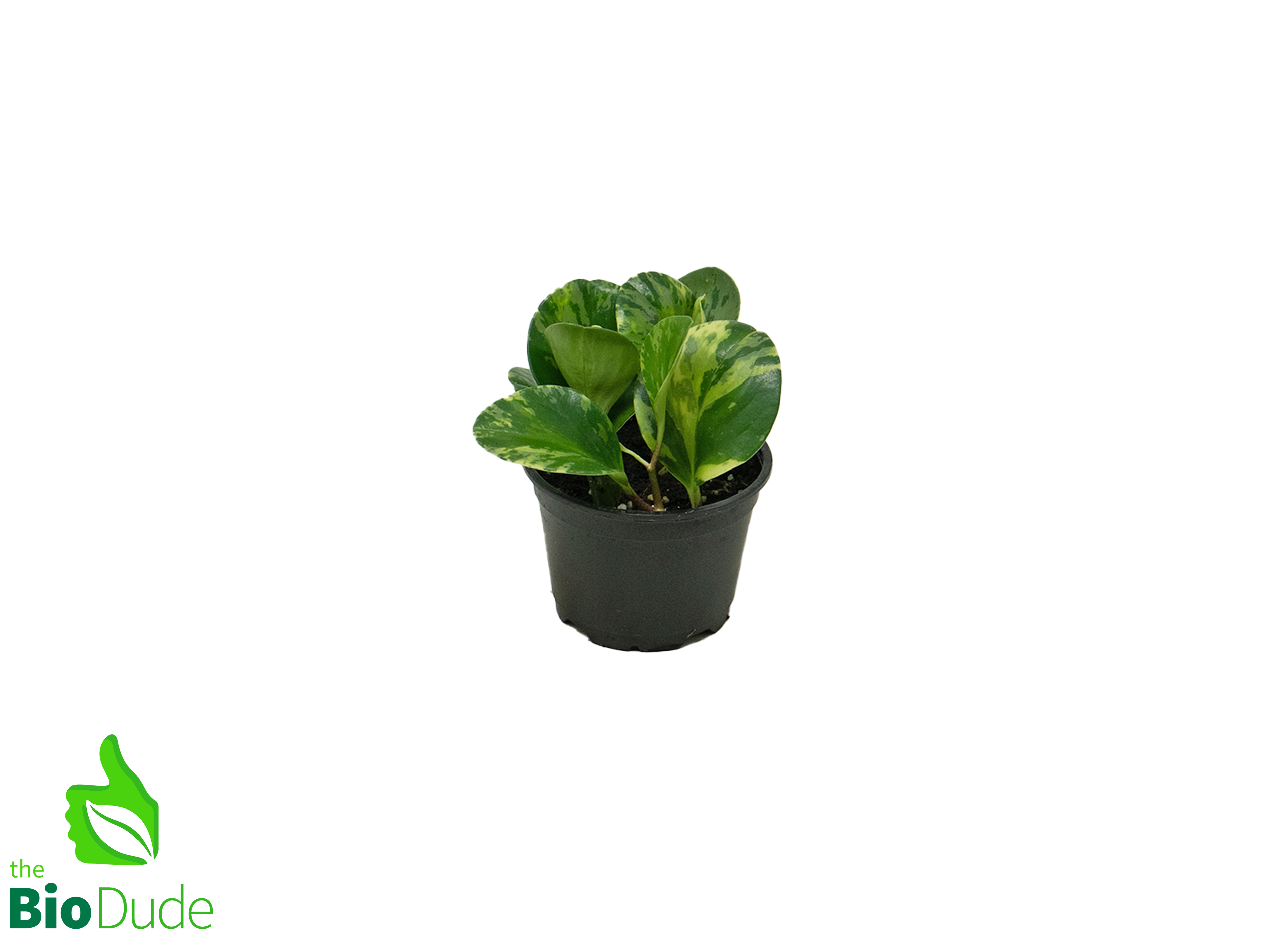 baby pot plant Peperomia Obtusifolia Marble, 4" Plant