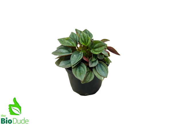 4" Pot Peperomia Napoli Nights