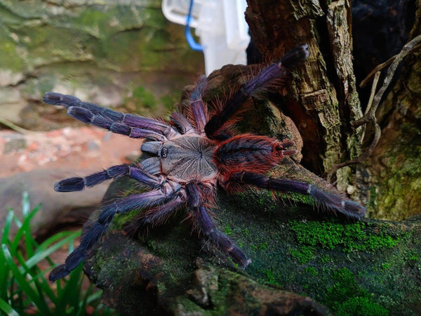 Ornithoctoninae sp. Phan Cay Red – Purple Blaze Tree Spider | Old World | Live Arrival Guarantee | TDE