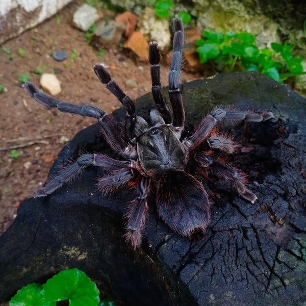 Ornithoctoninae sp. Phan Cay Red – Purple Blaze Tree Spider | Old World | Live Arrival Guarantee | TDE
