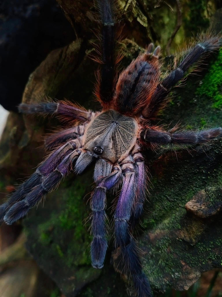 Ornithoctoninae sp. Phan Cay Red – Purple Blaze Tree Spider | Old World | Live Arrival Guarantee | TDE