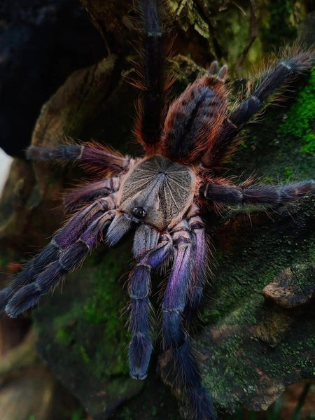 Ornithoctoninae sp. Phan Cay Red – Purple Blaze Tree Spider | Old World | Live Arrival Guarantee | TDE