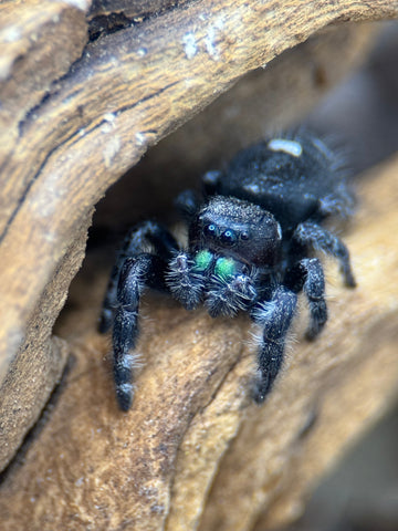 Phidippus audax – Bold Jumping Spider | Charismatic Pet Spider | Live Arrival Guarantee  | TDE