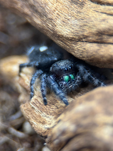 Phidippus audax – Bold Jumping Spider | Charismatic Pet Spider | Live Arrival Guarantee  | TDE
