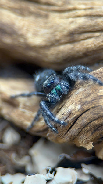 Phidippus audax – Bold Jumping Spider | Charismatic Pet Spider | Live Arrival Guarantee  | TDE