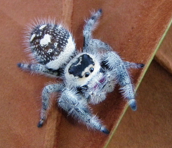 Phidippus regius – Regal Jumping Spider | Popular Beginner-Friendly Species | TDE