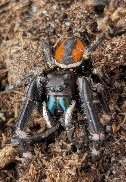 Phidippus clarus – Brilliant Jumping Spider | Live Arrival Guarantee  | TDE