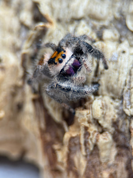 Phidippus regius – Regal Jumping Spider | Popular Beginner-Friendly Species | TDE