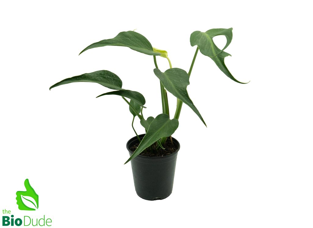 6" Pot Philodendron Burle Marx Flame