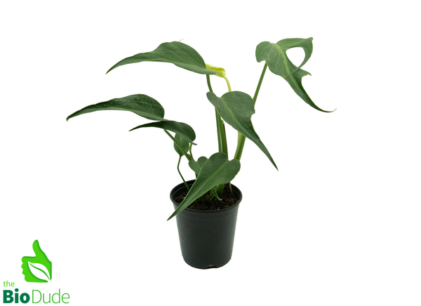 6" Pot Philodendron Burle Marx Flame