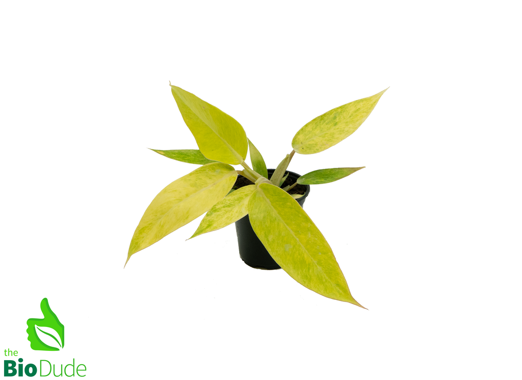 4" Pot Philodendron Calkin's Gold