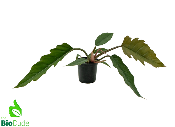 4" Pot Philodendron Chocolate Empress
