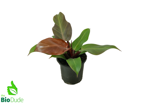 4" Pot Philodendron Red Cherry