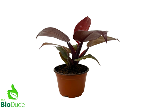 4" Pot Philodendron Sun Red