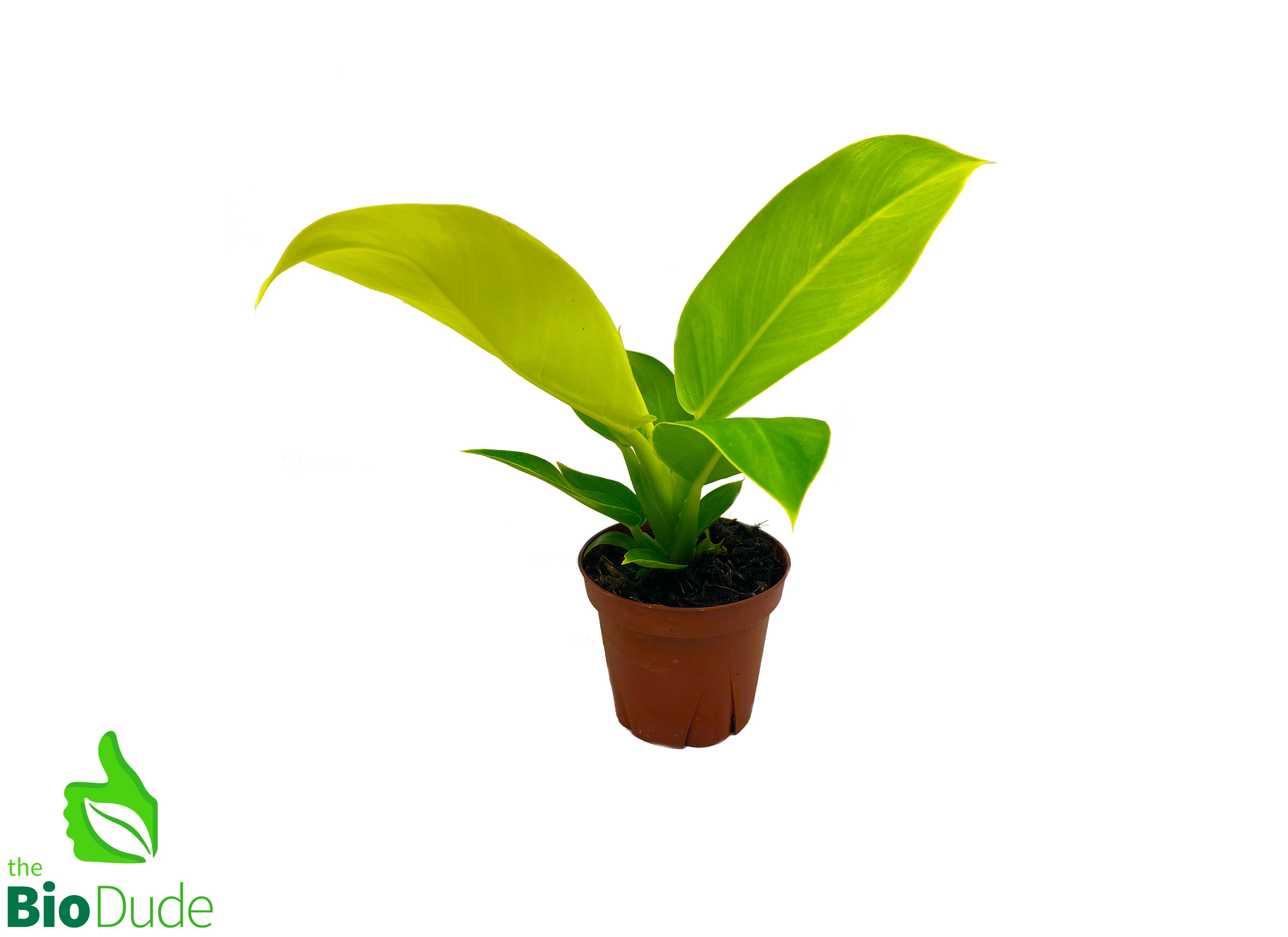 philodendron houston Moonlight Philodendron