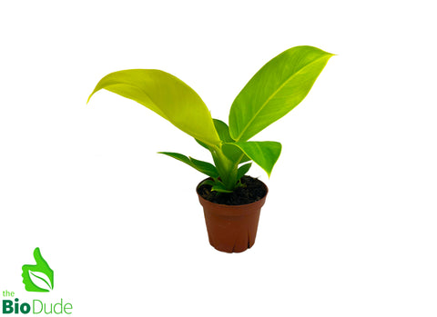4" Pot Philodendron Moonlight