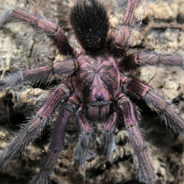 Phormictopus atrichomatus – Red Island Birdeater | Caribbean Red Giant | TDE