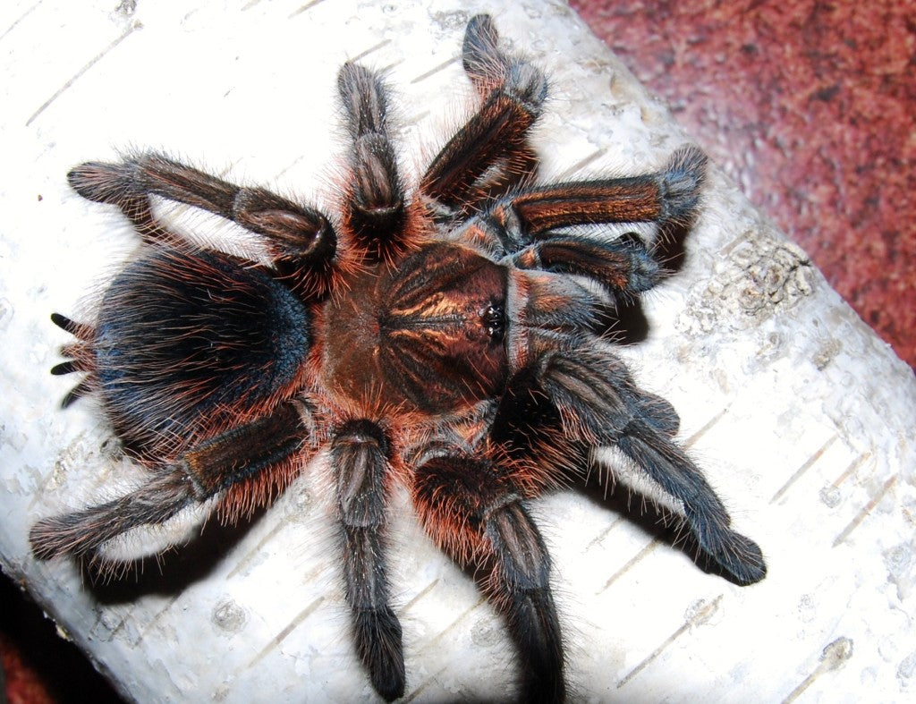 Phormictopus atrichomatus – Red Island Birdeater | Caribbean Red Giant | TDE
