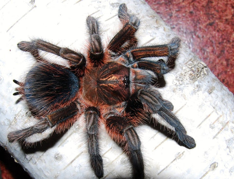 Phormictopus atrichomatus – Red Island Birdeater | Caribbean Red Giant | TDE