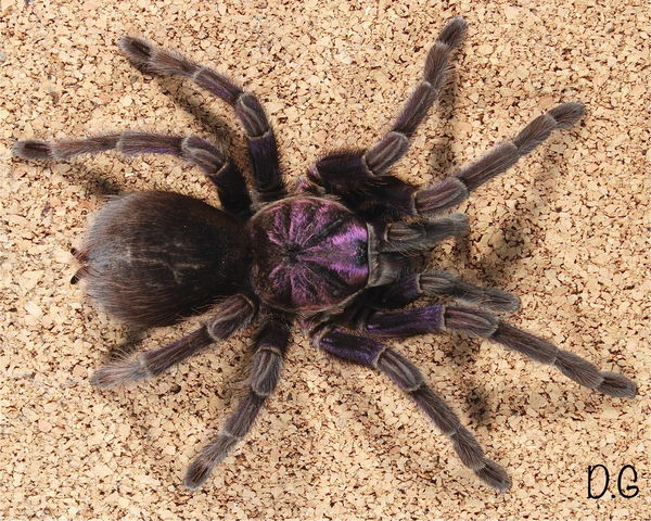 Phormictopus sp. "Dominican Purple" – Dominican Purple Birdeater Tarantula | Stunning Caribbean Species | Live Arrival Guarantee | TDE