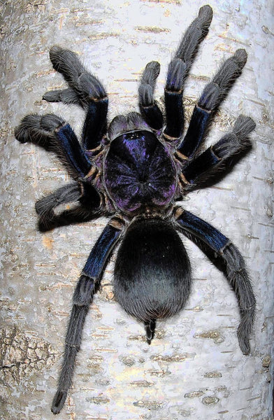 Phormictopus sp. "Dominican Purple" – Dominican Purple Birdeater Tarantula | Stunning Caribbean Species | Live Arrival Guarantee | TDE