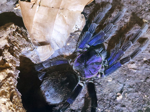 Phormictopus sp. "Dominican Purple" – Dominican Purple Birdeater Tarantula | Stunning Caribbean Species | Live Arrival Guarantee | TDE