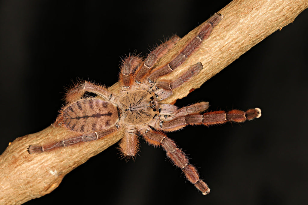 Aspinochilus rufus - Peach Earth Tiger Tarantula for Sale | TDE