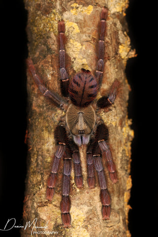 Phormingochilus sp Sabah Red – Crimson Purple Bat Eater Tarantula | Rare Malaysian Species | TDE