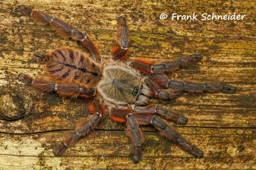 Aspinochilus rufus - Peach Earth Tiger Tarantula for Sale | TDE