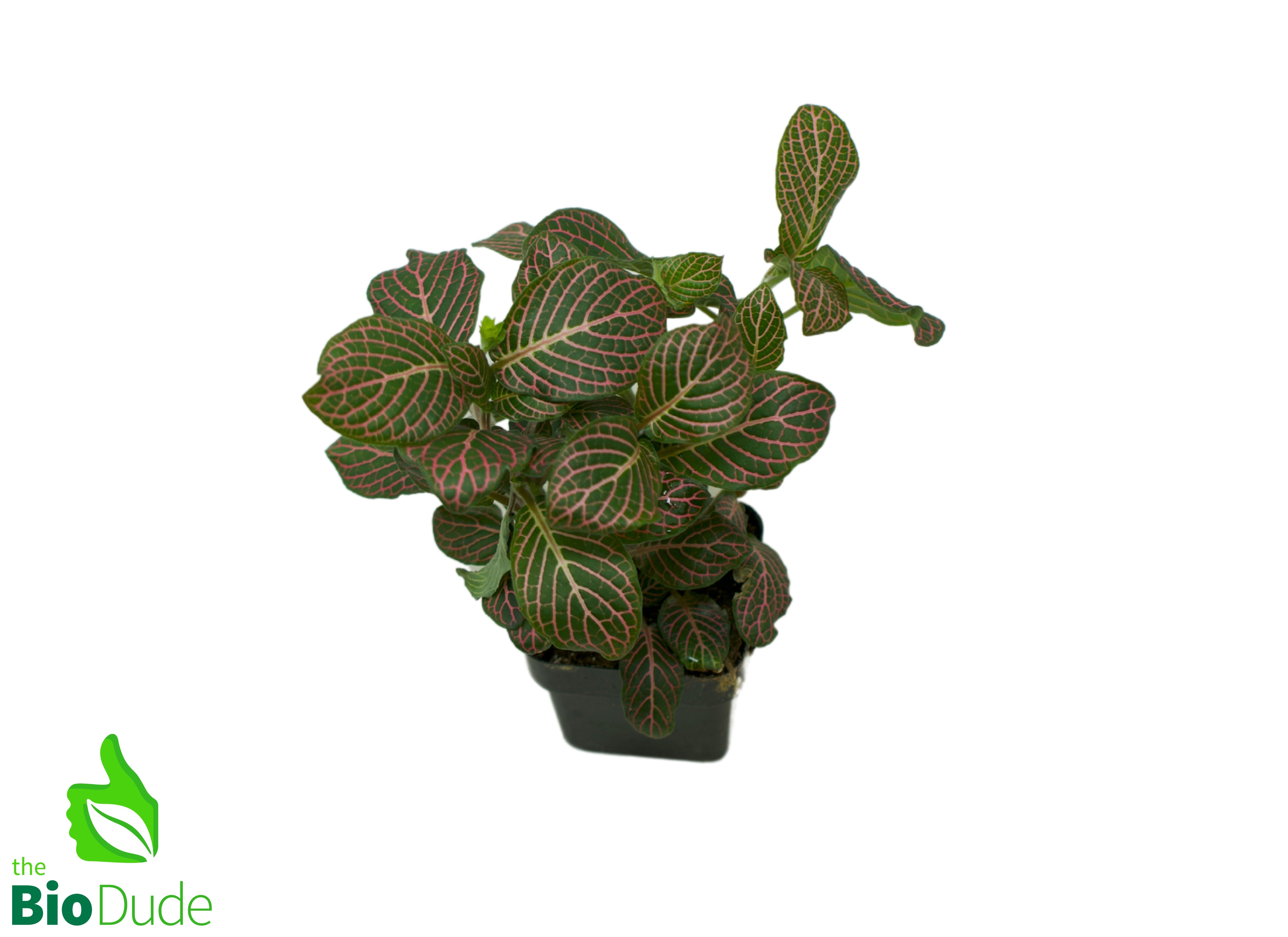 hanging fittonia plant 3" Pot Fittonia Pink – The Bio Dude