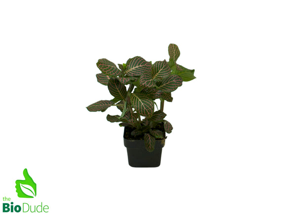 3" Pot Fittonia Pink