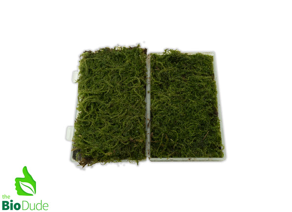 Live hand propagated Plagiomnium cuspidatum moss