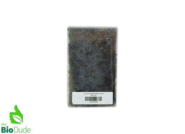 Live hand propagated Plagiomnium cuspidatum moss