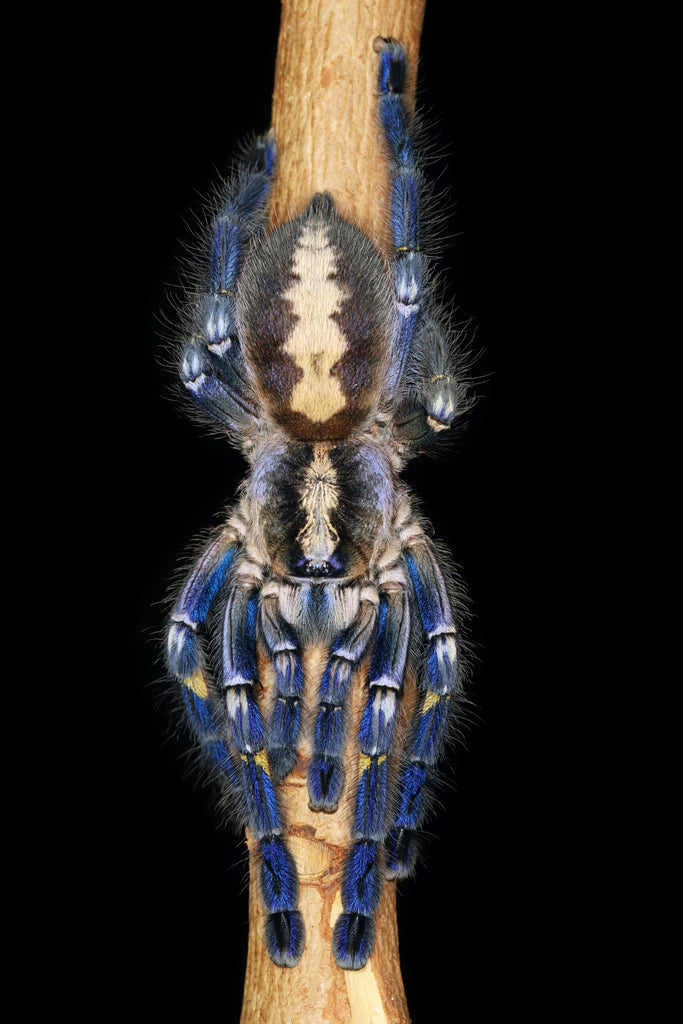 Poecilotheria metallica – Gooty Sapphire Ornamental Tarantula | Stunning Blue Species | TDE