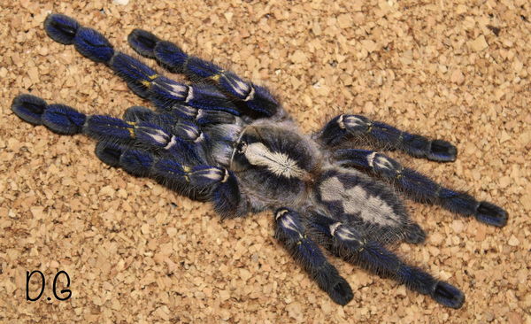 Poecilotheria metallica – Gooty Sapphire Ornamental Tarantula | Stunning Blue Species | TDE
