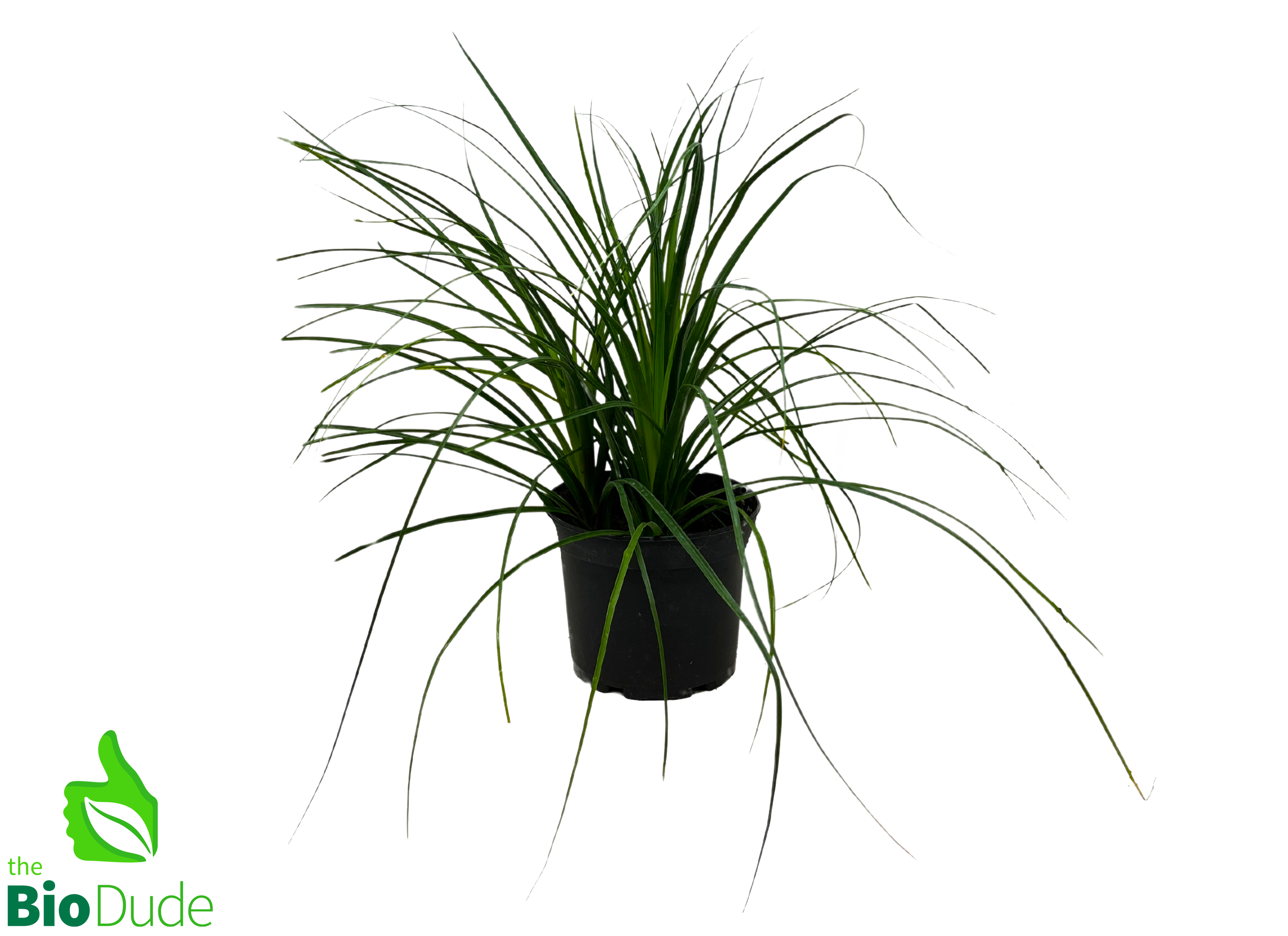 6 ponytail palm 6" Pot Ponytail Palm