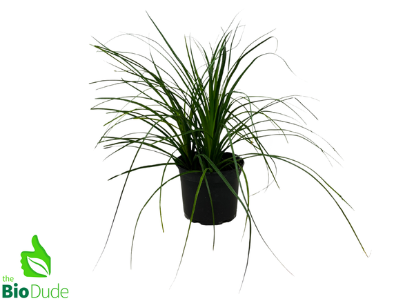 6" Pot Ponytail Palm